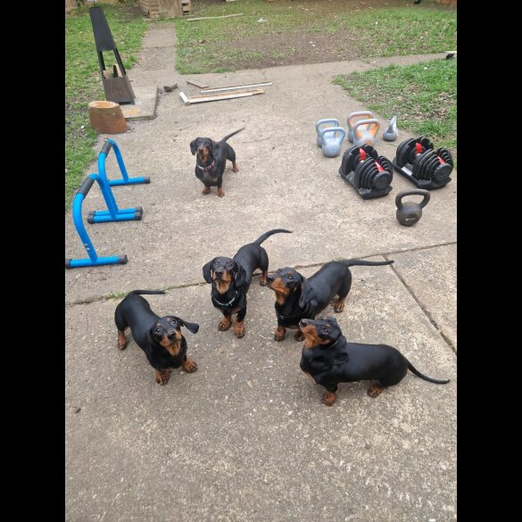 Dachshund (Smooth Haired)