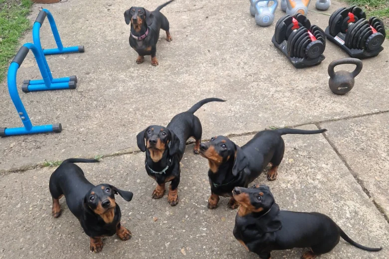 Dachshund (Smooth Haired)
