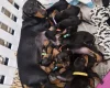 Dachshund (Smooth Haired)