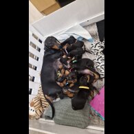 Dachshund (Smooth Haired)