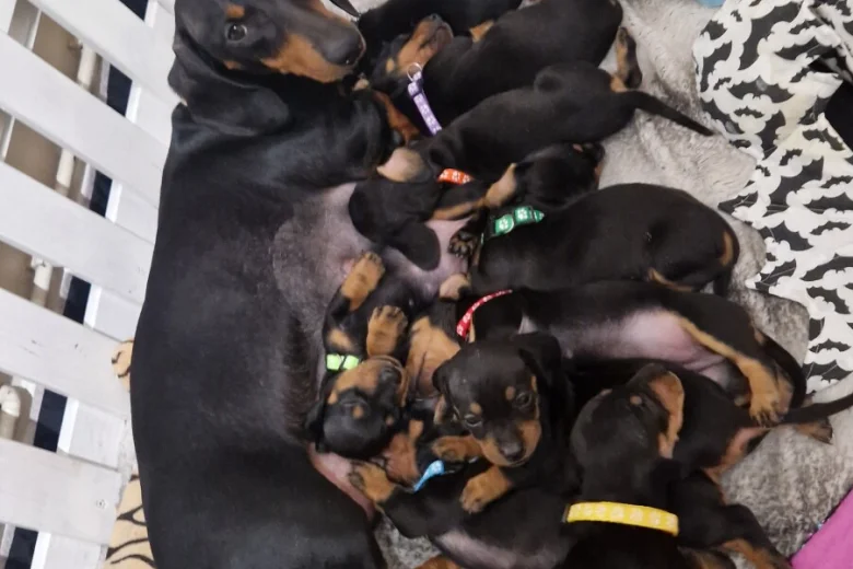 Dachshund (Smooth Haired)