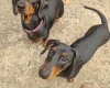 Dachshund (Smooth Haired)