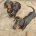 Dachshund (Smooth Haired)