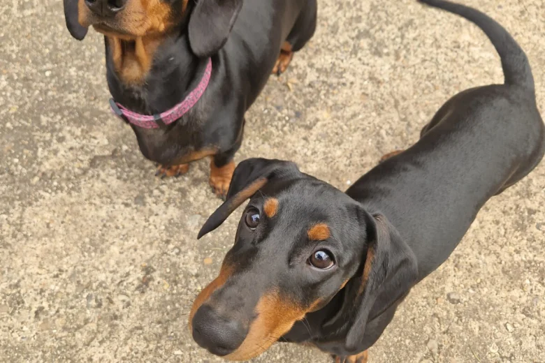 Dachshund (Smooth Haired)