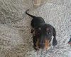 Dachshund (Smooth Haired)