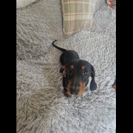 Dachshund (Smooth Haired)
