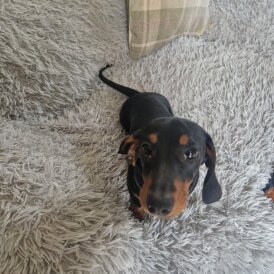 Dachshund (Smooth Haired)