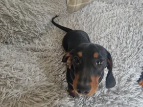 Dachshund (Smooth Haired)
