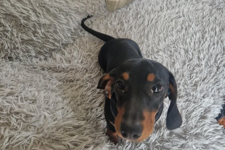 Dachshund (Smooth Haired)