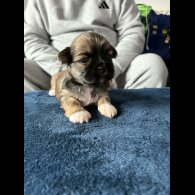 Lhasa Apso