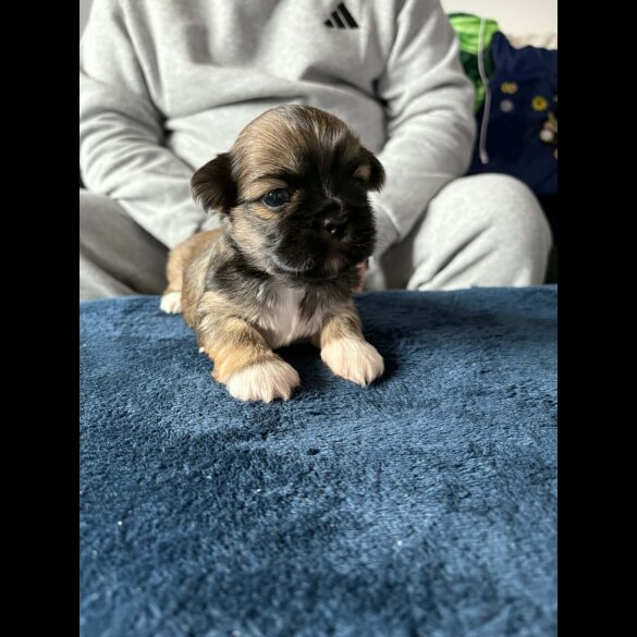 Lhasa Apso