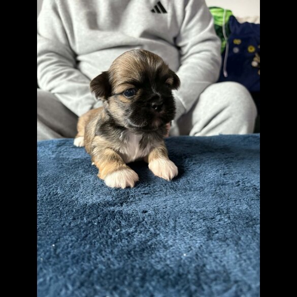 Lhasa Apso