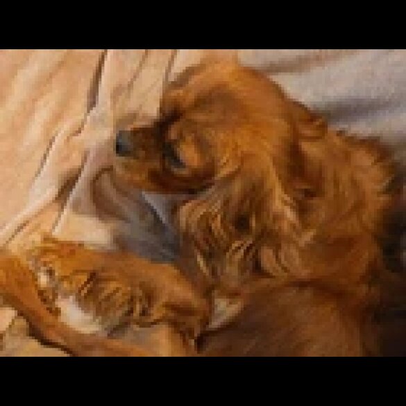 Cavalier King Charles Spaniel