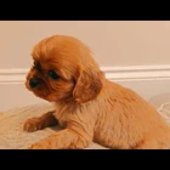 Cavalier King Charles Spaniel