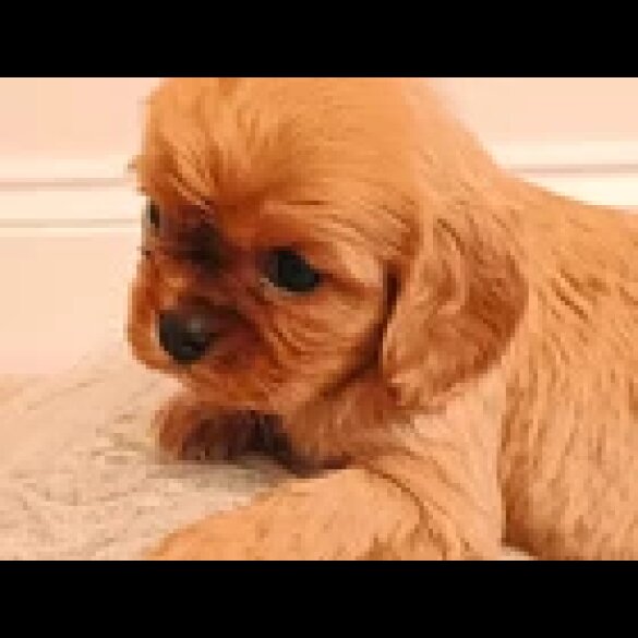 Cavalier King Charles Spaniel