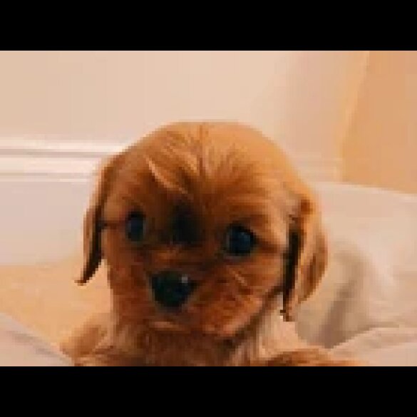 Cavalier King Charles Spaniel