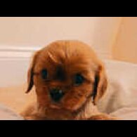 Cavalier King Charles Spaniel