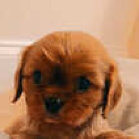 Cavalier King Charles Spaniel