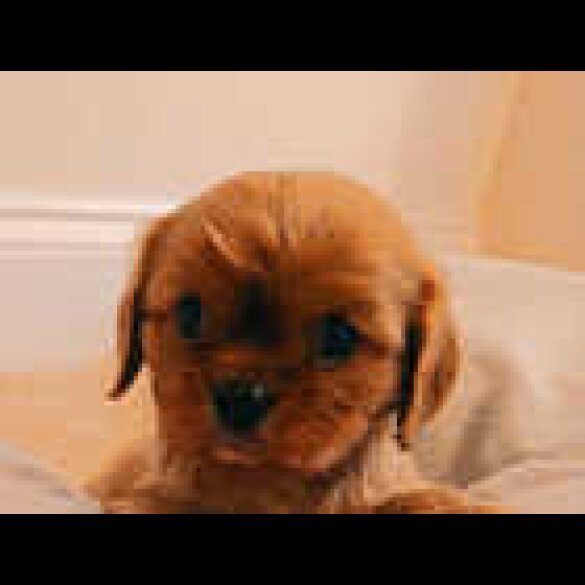 Cavalier King Charles Spaniel