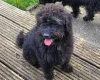 Labradoodle