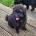 Labradoodle