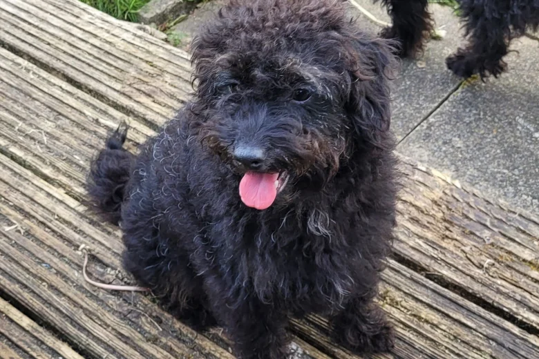 Labradoodle
