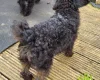 Labradoodle