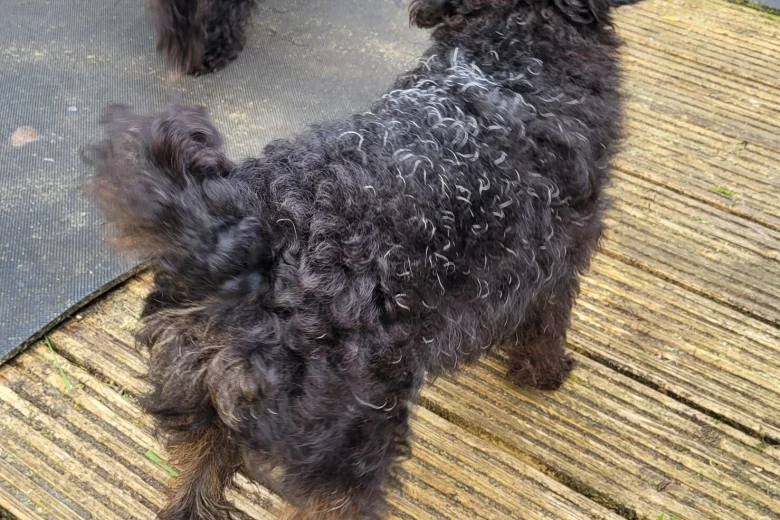 Labradoodle
