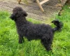 Labradoodle