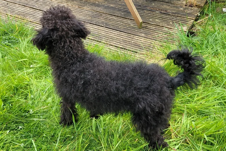 Labradoodle
