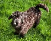 Labradoodle