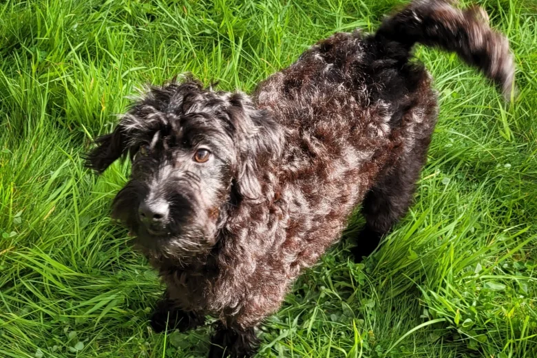 Labradoodle