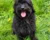 Labradoodle