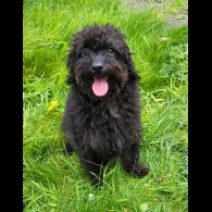 Labradoodle