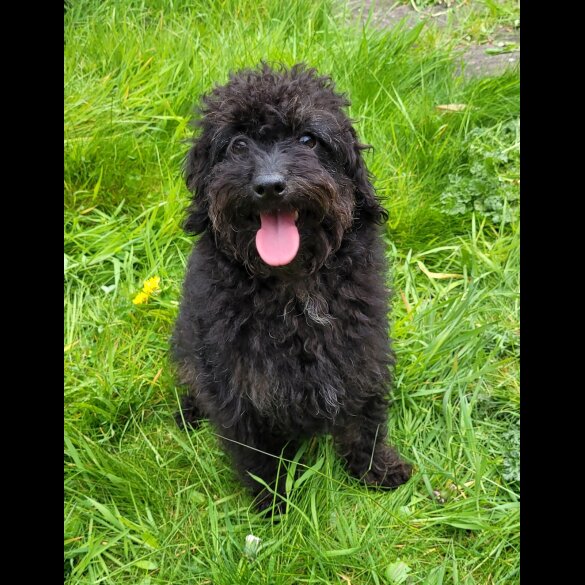 Labradoodle