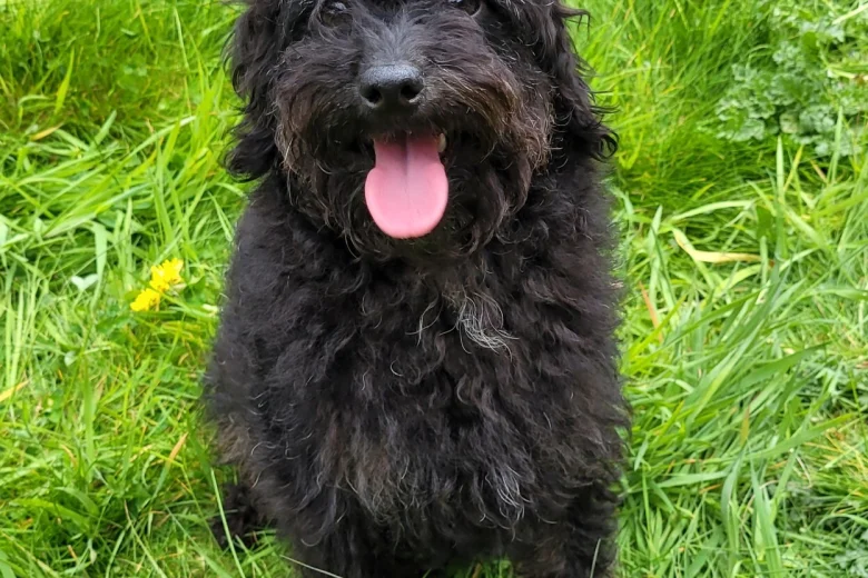 Labradoodle