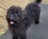 Labradoodle