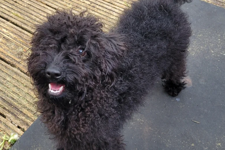 Labradoodle