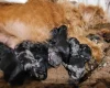Labradoodle