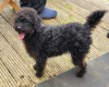 Labradoodle