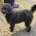 Labradoodle