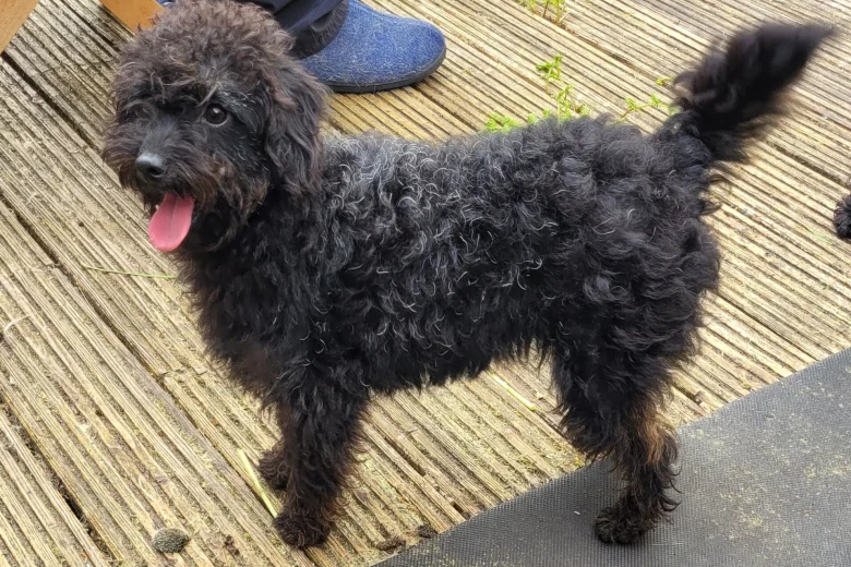 Labradoodle