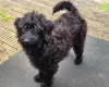 Labradoodle