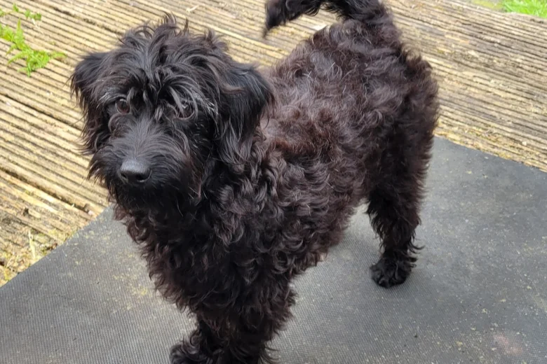 Labradoodle