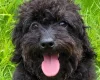 Labradoodle