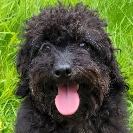 Labradoodle