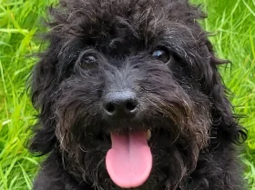 Labradoodle
