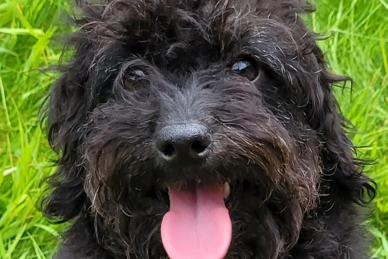 Labradoodle
