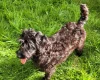 Labradoodle