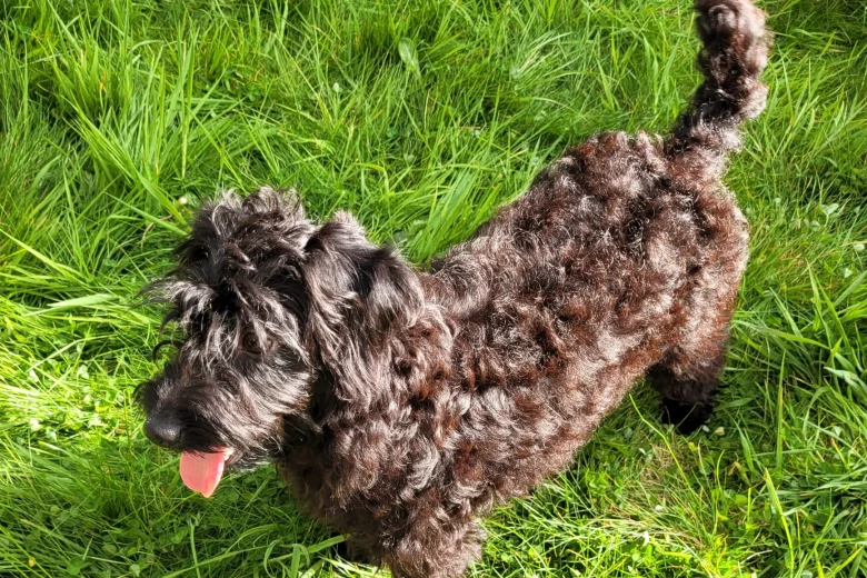 Labradoodle